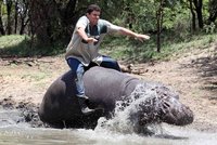 Farmářův nebezpečný koníček: Hroch ho rozmačkal!