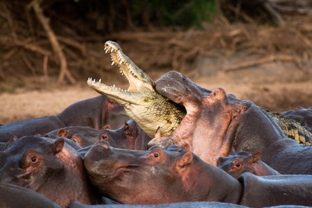 Neuvěřitelný snímek: Hroch zabil krokodýla!