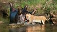 Odvážná lvice se postavila proti přesile krokodýlů, když se snažila urvat si svůj kus masa ze zdechliny hrocha. Dechberoucí scénu fotil v keňské rezervaci Maasi Mara amatérský fotograf Richard Chew.