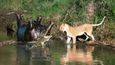 Odvážná lvice se postavila proti přesile krokodýlů, když se snažila urvat si svůj kus masa ze zdechliny hrocha. Dechberoucí scénu fotil v keňské rezervaci Maasi Mara amatérský fotograf Richard Chew.