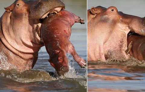 Fotograf pořídil unikátní snímky: Hroch nelítostně zabil mládě vlastního druhu