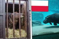 Pražskou zoo opustila jedna z celebrit: Váleček se válí ve Wroclawi!