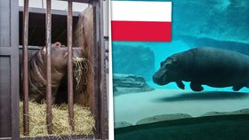 Pražskou zoo opustila jedna z celebrit: Váleček se válí ve Wroclawi!