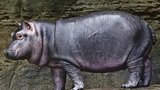 Jak se bude jmenovat hroší batole z pražské zoo? Čtenářům Blesku se nejvíc líbil Fanda nebo Hugo