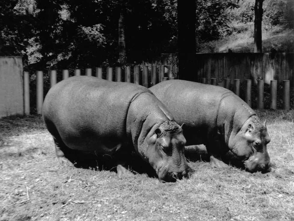 Zulu a Zaira: do Zoo Praha přicestovali 25. května 1971 z Budapešti a stali se zakladateli chovu. Proslavili se tím, že v roce 1981 jako jediní v Evropě a patrně jako druzí nebo třetí na světě přirozeně odchovali dvojčata, což je u hrochů vzácnost. Zulu se dožil 21 let, Zaira 15 let. ZuluaZ