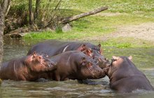 Velké stěhování v Safari Parku Dvůr Králové: Manon už plave v jezeře hrochů