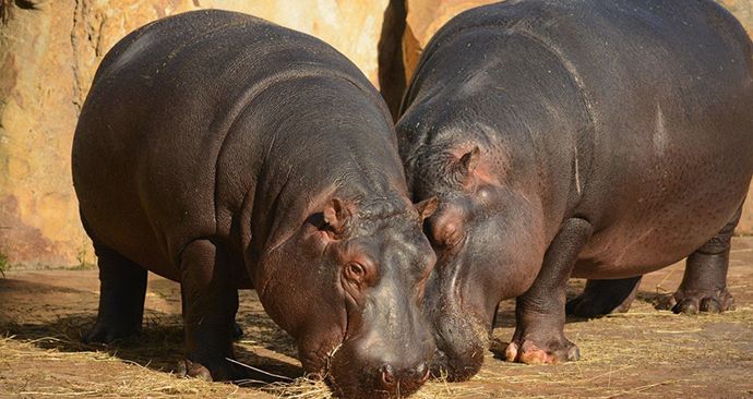 V evropských zoo je příliš mnoho hrochů, takže se musí i utrácet. Ilustrační foto