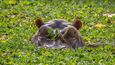 Hroch v národním parku Orango.