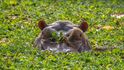 Hroch v národním parku Orango.