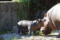 Rodinka hrochů v ostravské ZOO se rozrůstá