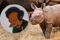 Hrošík jménem Apu: Jméno vybral primátor podle Simpsonových