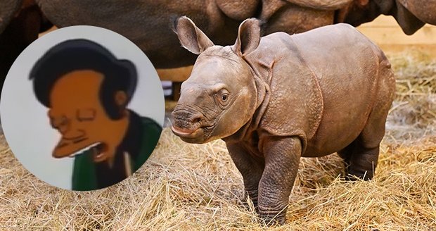 Hrošík z plzeňské zoo dostal jméno Apu, podle postavy z kultovního seriálu Simpsonovi.