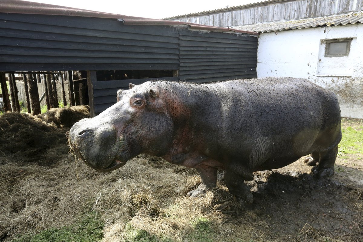 I když bude Davídkovi 30 let, veterináře prý nikdy nepotřeboval. Jen jednou mu mezi stoličkami uvízl drát, který mu z tlamy bleskově vytrhl syn Ivana Ringela.