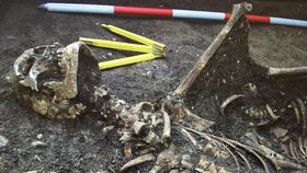 Výletníci našli u Strážnice hromadný hrob: Kosti trčely ze země, původ mrtvých odhalí až analýzy
