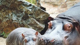 Hrošík bude jednou stejně velký jako jeho maminka