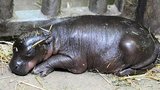 V plzeňské zoo se narodil hrošík: Máma važí 300 kg, on jen 4!