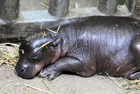 V plzeňské zoo se narodil hrošík: Máma važí 300 kg, on jen 4!