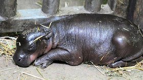 Malý hrošík se narodil v plzeňské zoo. O víkendu ho na svět přivedla samice hrošíka nigerijského Monika!