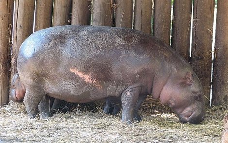 Hrošík liberijský váží až 250 kg.