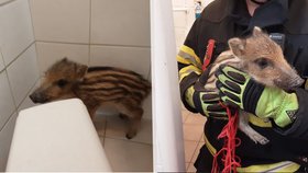 Nezvyklý návštěvník: Do hotelu na Vysočině se zatoulalo divoké sele, postup hasičů lidé kritizují