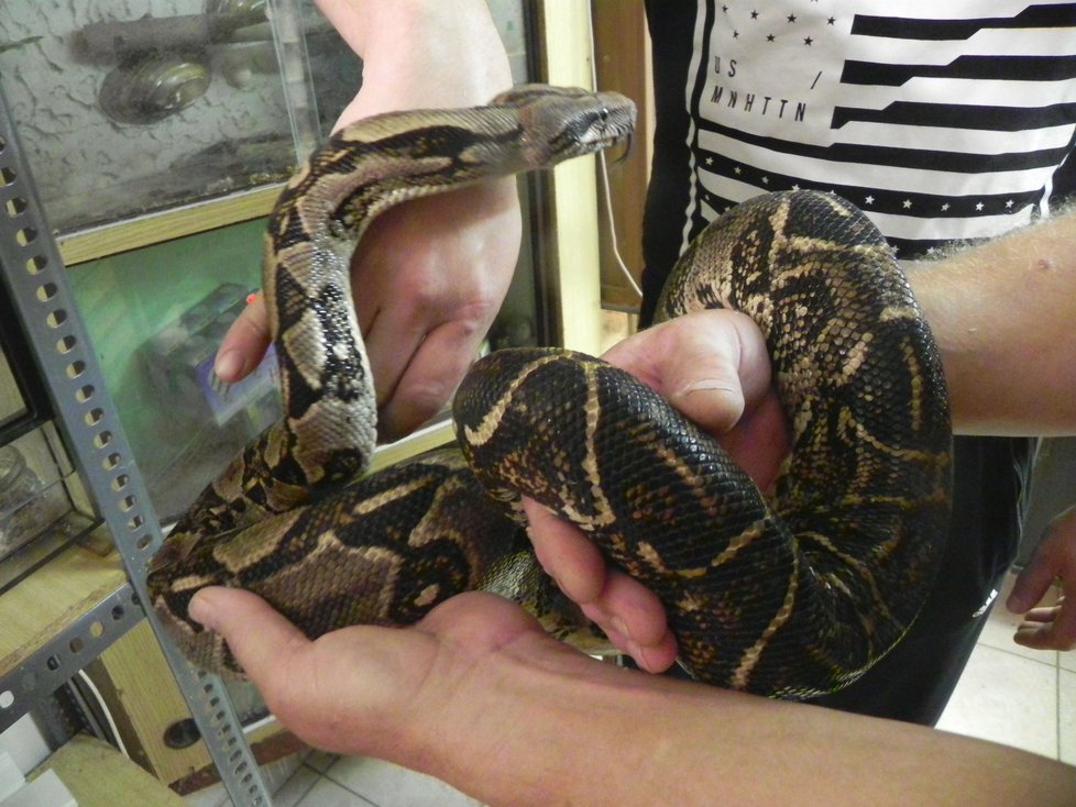 Hadí nalezenec skončil v azylu u chovatele Stanislava Řimáka. V teráriu s teplotou nad 30 stupňů Celsia se vzpamatovává ze šoku, který utrpěl při pobytu venku.