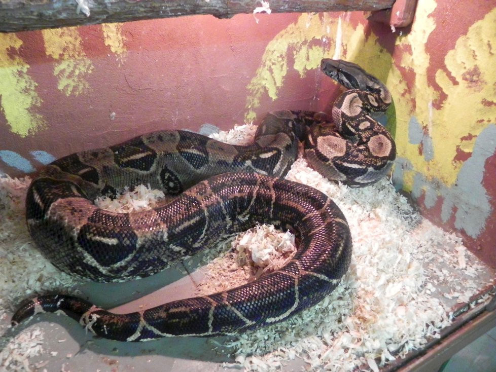 Hadí nalezenec skončil v azylu u chovatele Stanislava Řimáka. V teráriu s teplotou nad 30 stupňů Celsia se vzpamatovává ze šoku, který utrpěl při pobytu venku.