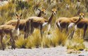 Kořistí peruánských lovců a lovkyň byl i jelen huemul severní (Hippocamelus antisensis)