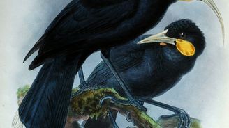 Nevšední investice: Jedno pírko vyhynulého ptáka huia stojí přes osm tisíc dolarů