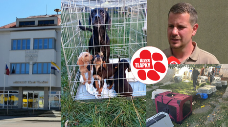 Psy dobrovolně darovaly, sankcím se majitelky smečky z Hulic nevyhnou. Úřady byly pomalé, dobrovolníci opět suplovali jejich práci 