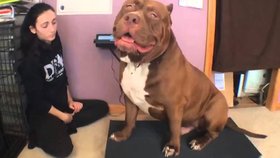 Největší pitbull světa je přerostlý slaďouš: Jeho tlama je široká 71 cm, váží 80 kg a pořád roste!