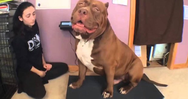 Největší pitbull světa je přerostlý slaďouš: Jeho tlama je široká 71 cm, váží 80 kg a pořád roste!