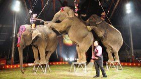 Sloni by neměli podle veterinářů v cirkusu co dělat. Akrobatické kousky, jako jsou i na fotografii jim údajně ničí klouby a svaly