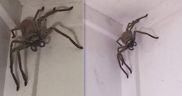 Ženu vyděsil v jejím domově obrovský pavouk.