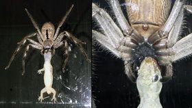 V Austrálii vyfotili obřího pavouka, jak požírá ještěrku.