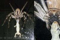Australokalypsa: Obří pavouk požírá ještěrku!