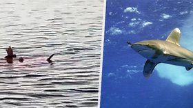 Potrhání žralokem nepřežily v Hurghadě dvě ženy: Útočil mořský predátor kvůli mršinám ve vodě?