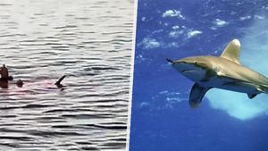 Potrhání žralokem nepřežily v Hurghadě dvě ženy: Útočil mořský predátor kvůli mršinám ve vodě?