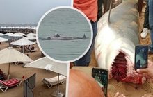 Děsivá smrt Rusa v moři v Hurghadě: Žraloka-zabijáka ihned chytili?!
