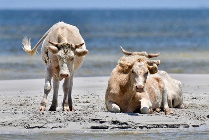 3 krávy, které odnesl hurikán Dorian, přežily. Žijí si v poklidu na březích Severní Karolíny.