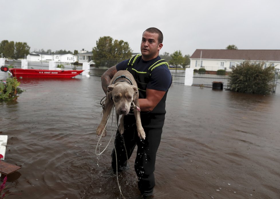 Tisíce psů a dalších domácích mazlíčků nechali jejich majitelé na pospas hurikánu.