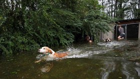 Majitelé nechali svých 6 psů v zamčené kleci na pospas hurikánu.