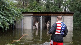 Majitelé nechali svých 6 psů v zamčené kleci na pospas hurikánu.