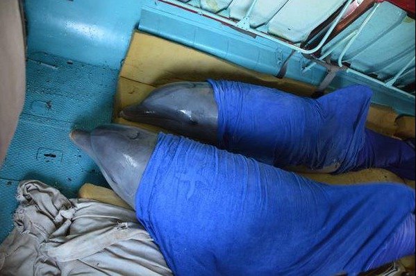 Z Kuby kvůli hurikánu Irma museli evakuovat delfíny.