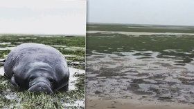 Hurikán Irma vysál vodu z oceánu na Floridě a uvěznil kapustňáky.