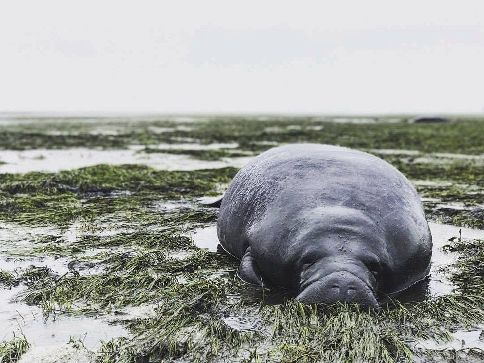 Hurikán Irma vysál vodu z oceánu na Floridě a uvěznil kapustňáky.