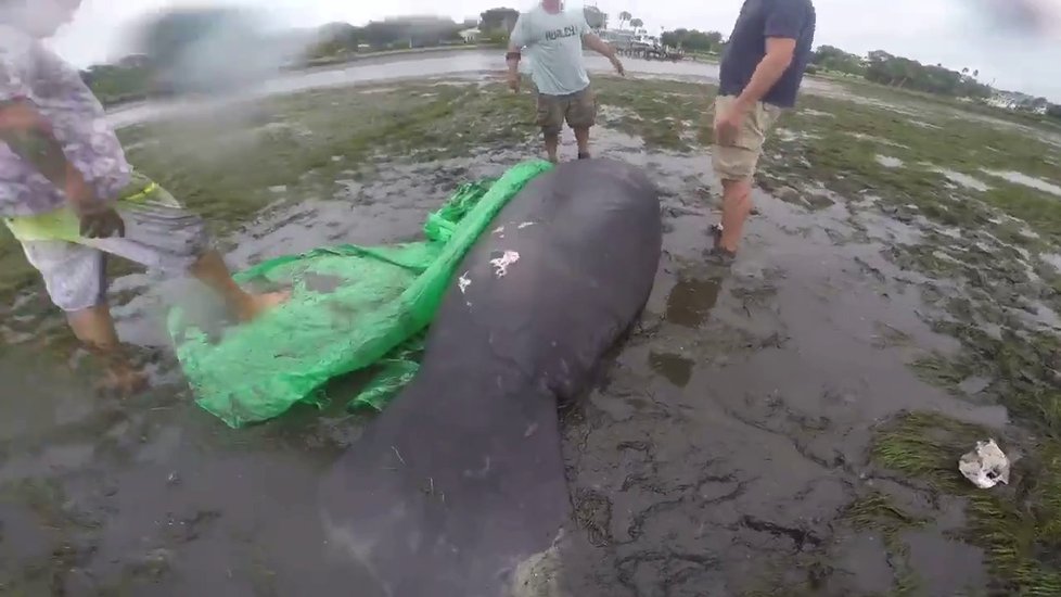 Hurikán Irma vysál vodu z oceánu na Floridě a uvěznil kapustňáky.