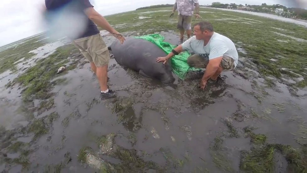 Hurikán Irma vysál vodu z oceánu na Floridě a uvěznil kapustňáky.