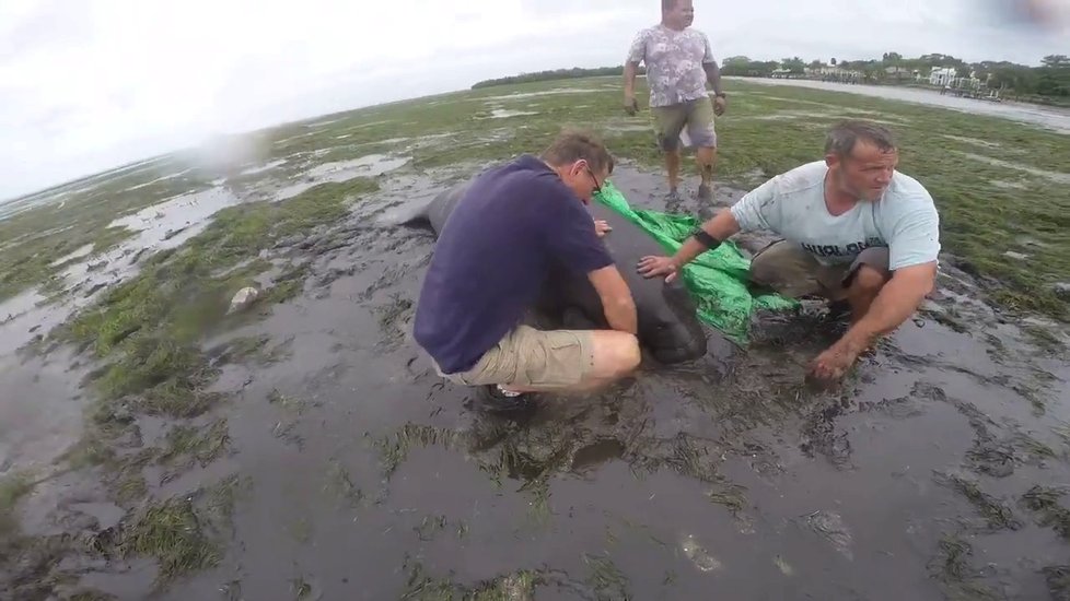 Hurikán Irma vysál vodu z oceánu na Floridě a uvěznil kapustňáky.