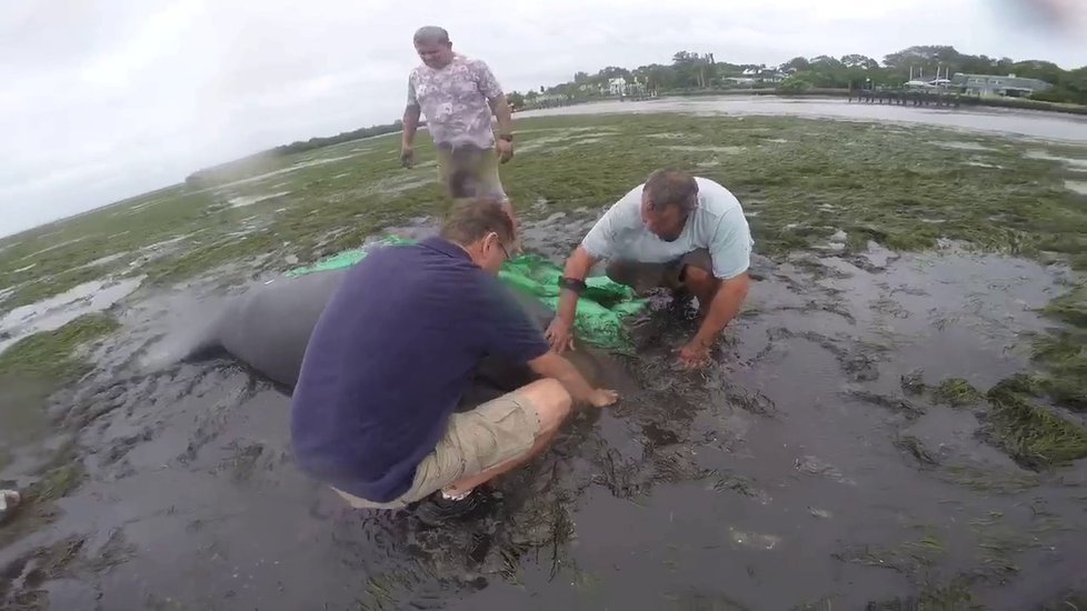 Hurikán Irma vysál vodu z oceánu na Floridě a uvěznil kapustňáky.