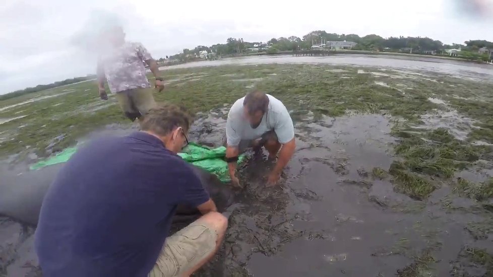 Hurikán Irma vysál vodu z oceánu na Floridě a uvěznil kapustňáky.